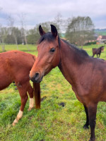 Vente de poney